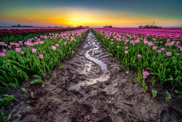 Schöner Schuss des reflektierenden Regenwassers in der Mitte eines Tulpenfeldes in den Niederlanden