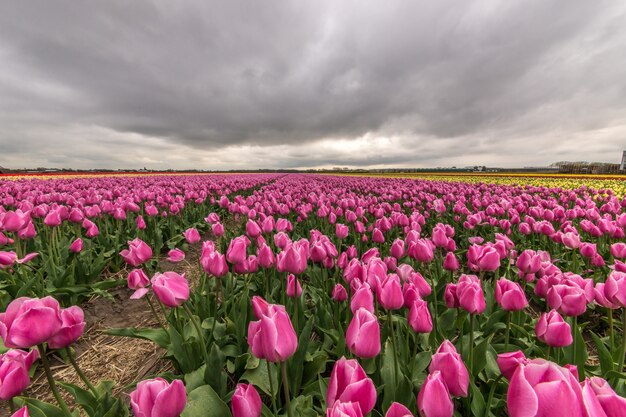 Schöner Schuss des rosa Blumenfeldes unter einem bewölkten Himmel