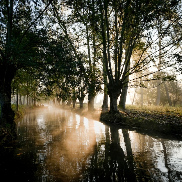 Schöner schuss des sonnenaufgangs, der im fluss reflektiert wird, der durch hohe bäume umgeben wird