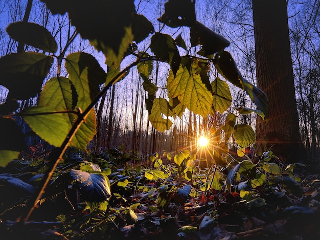 Schöner Schuss des Sonnenlichts, das im Wald scheint