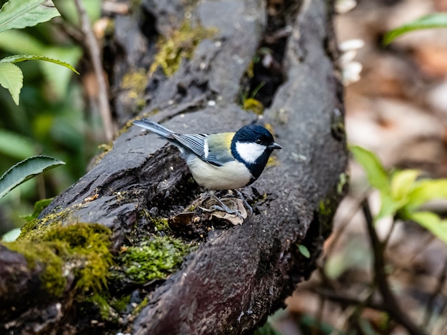 Schöner Schuss ein japanischer Meisenvogel, der auf einem Holzbrett in einem Wald in Yamato, Japan steht