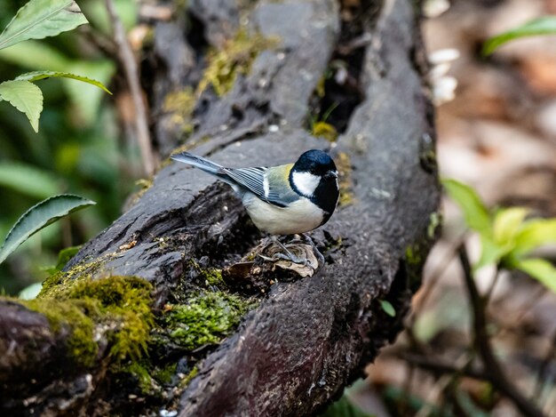 Schöner Schuss ein japanischer Meisenvogel, der auf einem Holzbrett in einem Wald in Yamato, Japan steht