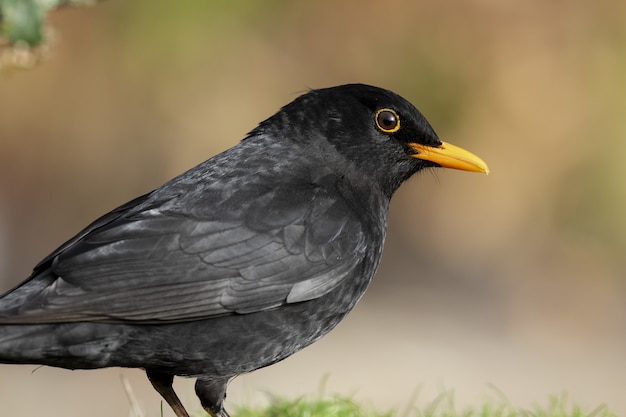 Schöner Schuss einer Amsel auf dem Feld im Wald