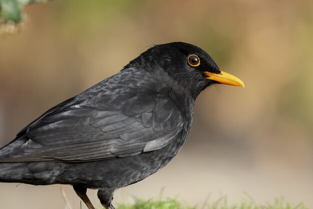 Schöner Schuss einer Amsel auf dem Feld im Wald