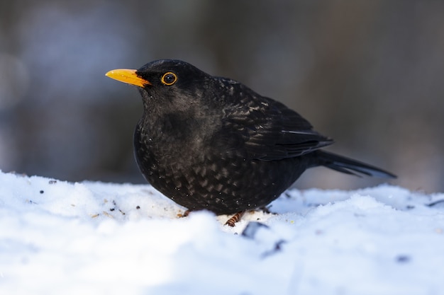 Schöner Schuss einer Amsel auf dem Feld im Wald