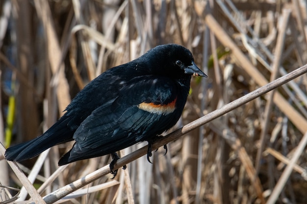 Schöner Schuss einer Amsel, die auf dem Zweig steht