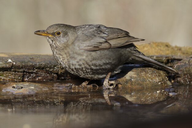 Schöner Schuss einer Amsel, die auf einem Stein nahe dem Wasser im Wald thront