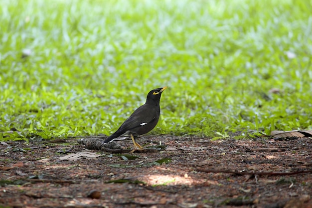 Schöner Schuss einer Amsel