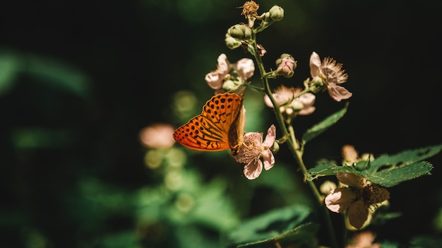 Schöner Schuss einer blühenden Pflanze in einem Wald mit einem Schmetterling, der Nektar davon in einem Wald trinkt