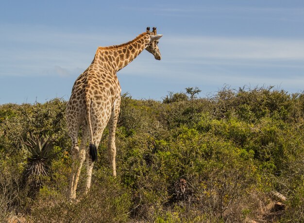 Schöner Schuss einer Giraffe von hinten im Tageslicht