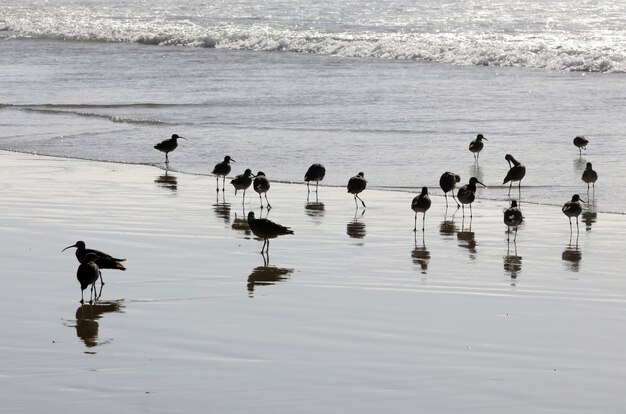 Schöner Schuss einer Herde schwarzer Vögel im Ozean mit ihrem Spiegelbild im Wasser