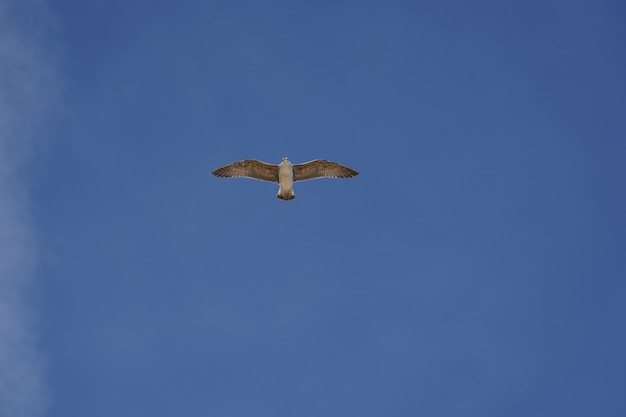 Schöner Schuss einer Möwe, die während des Tages in einem klaren blauen Himmel fliegt