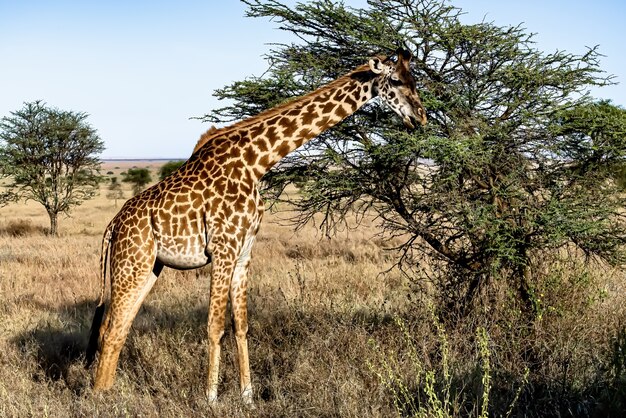 Schöner Schuss einer niedlichen Giraffe mit den Bäumen und dem blauen Himmel
