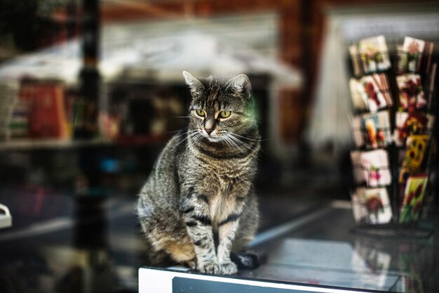 Schöner Schuss einer niedlichen grauen Katze hinter dem Fenster eines Geschäfts, das in Posen, Polen gefangen genommen wird