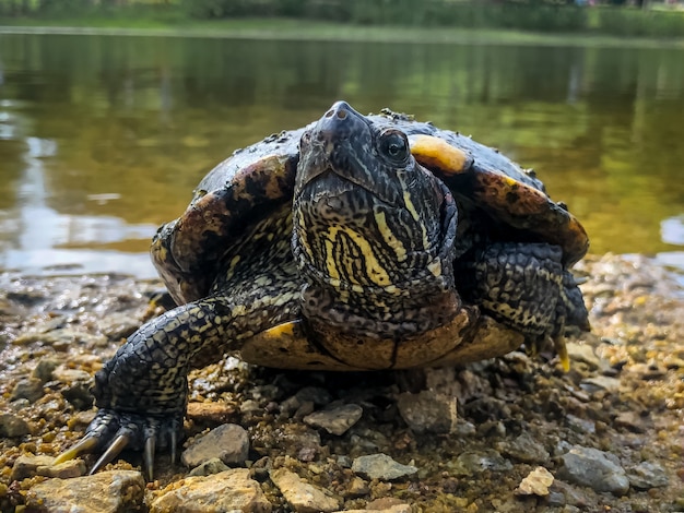 Schöner Schuss einer niedlichen Schildkröte nahe dem Ufer eines Sees, umgeben von Bäumen