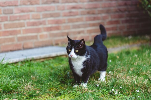 Schöner Schuss einer niedlichen schwarzen Katze auf dem Gras vor einer Wand aus roten Ziegeln