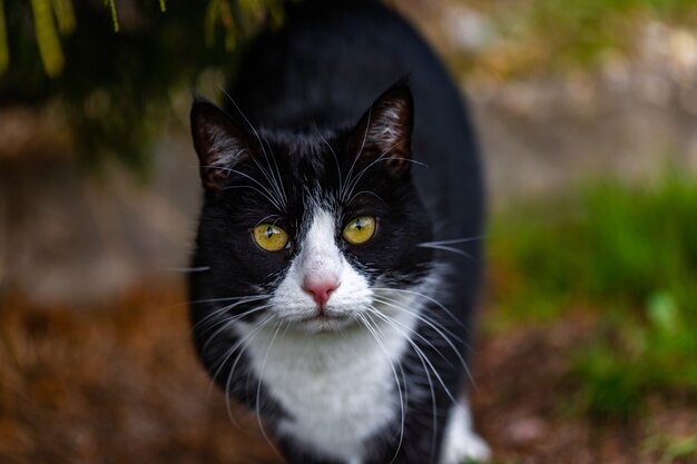 Schöner Schuss einer niedlichen schwarzen Katze, die die Kamera auf dem Garten anstarrt