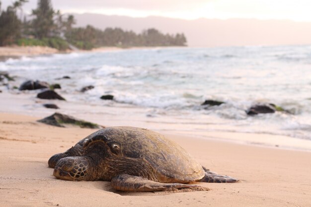 Schöner Schuss einer riesigen Schildkröte an der sandigen Küste