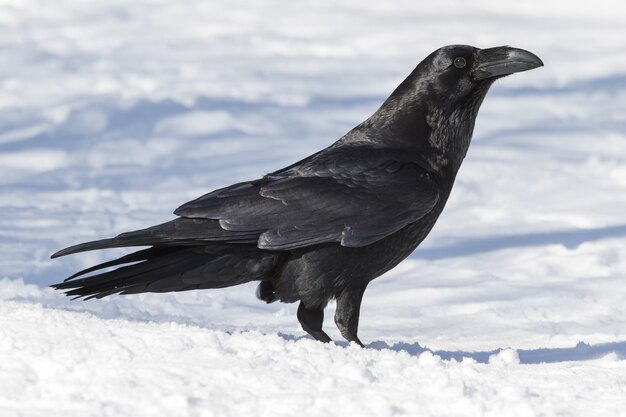 Schöner Schuss einer schwarzen amerikanischen Krähe auf dem mit Schnee bedeckten Boden
