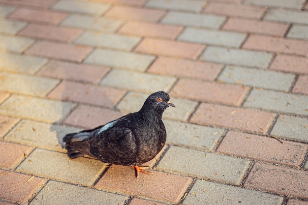 Kostenloses Foto schöner schuss einer schwarzen taube, die in der straße geht