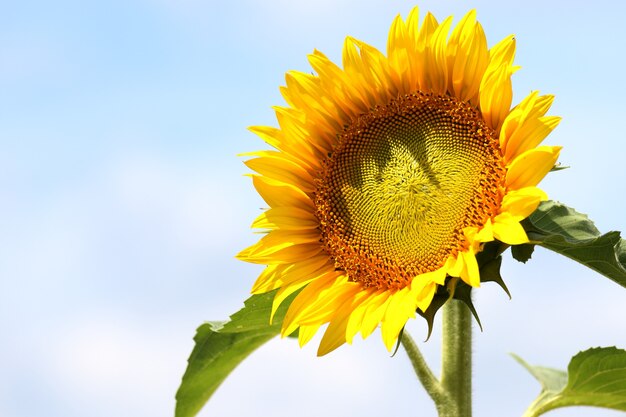 Schöner Schuss einer Sonnenblume im Feld mit dem blauen Himmel im Hintergrund an einem sonnigen Tag