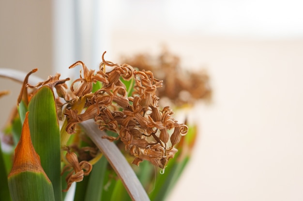 Schöner schuss einer zimmerpflanze mit weißen blumen nahe dem fenster