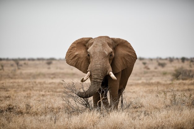 Schöner Schuss eines afrikanischen Elefanten im Savannenfeld
