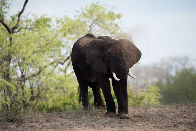 Schöner Schuss eines afrikanischen Elefanten mit einem unscharfen Hintergrund