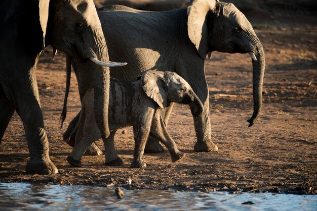 Schöner Schuss eines afrikanischen Elefantenbabys, der mit der Herde geht