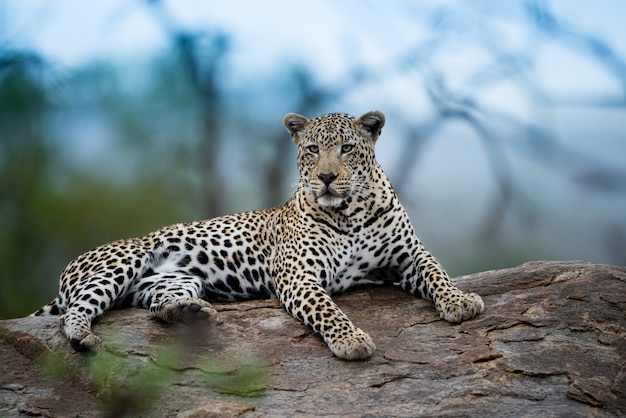 Schöner Schuss eines afrikanischen Leoparden, der auf dem Felsen mit einem unscharfen Hintergrund ruht