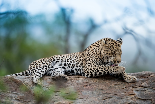 Schöner Schuss eines afrikanischen Leoparden, der auf dem Felsen mit einem unscharfen Hintergrund ruht