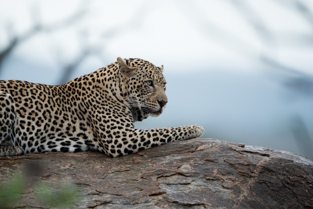 Schöner Schuss eines afrikanischen Leoparden, der auf dem Felsen ruht