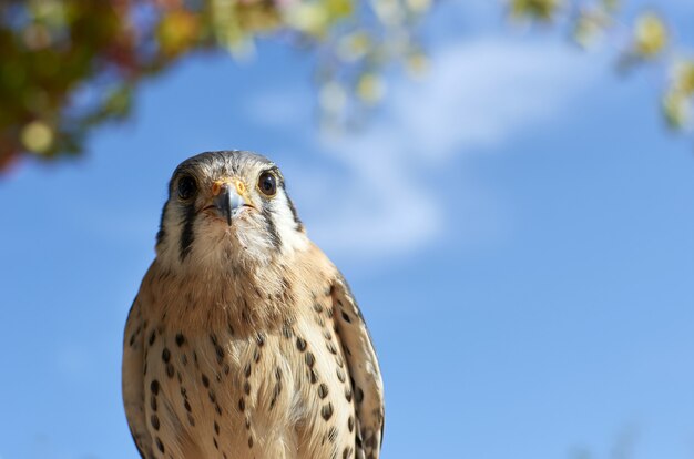 Schöner Schuss eines amerikanischen Turmfalkenvogels auf einem blauen Himmel