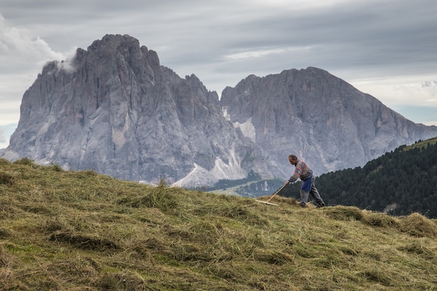 Schöner Schuss eines Bauern, der das Feld mit Naturpark Puez-Geisler, Italien harkt