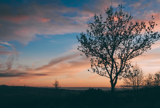 Schöner Schuss eines Baumes in einem Feld bei Sonnenuntergang