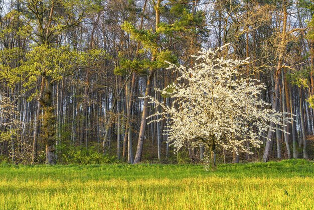 Schöner Schuss eines blühenden weißen Baumes, umgeben von Grün