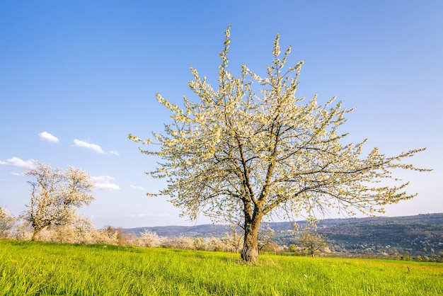 Schöner Schuss eines blühenden weißen Baumes, umgeben von Grün