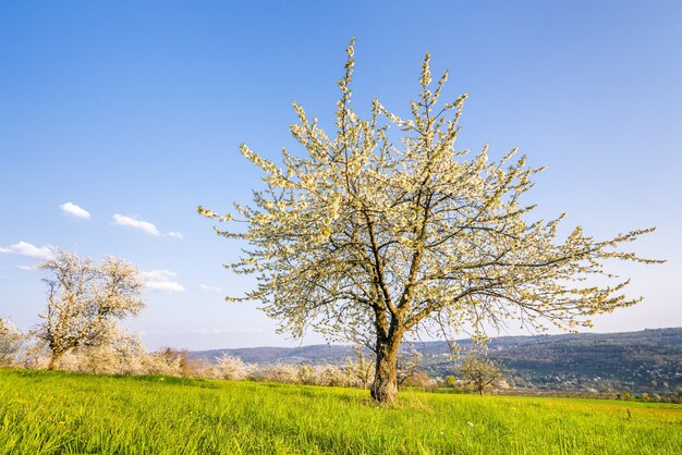 Schöner Schuss eines blühenden weißen Baumes, umgeben von Grün