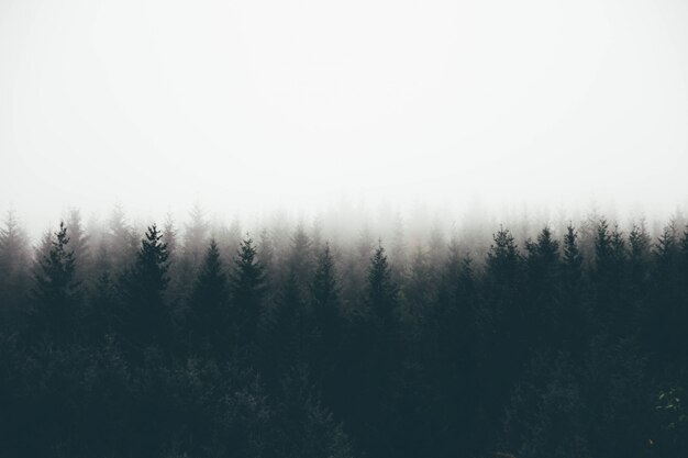 Schöner Schuss eines dichten Waldes im Nebel mit Kiefern und weißem Raum für Text