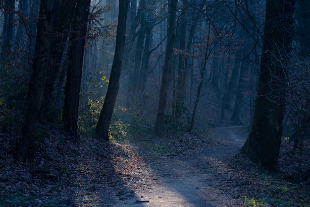 Schöner Schuss eines düsteren Pfades im Maksimir-Park in Zagreb, Kroatien