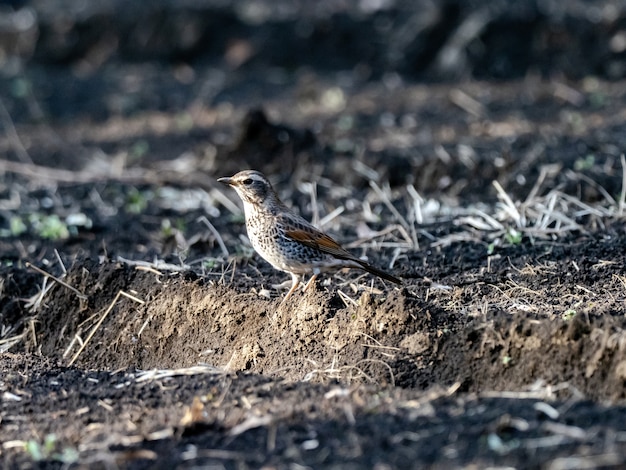 Kostenloses Foto schöner schuss eines dusky thrush-vogels auf dem boden im feld in japan