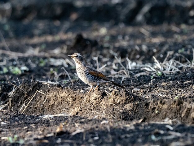 Schöner Schuss eines Dusky Thrush-Vogels auf dem Boden im Feld in Japan