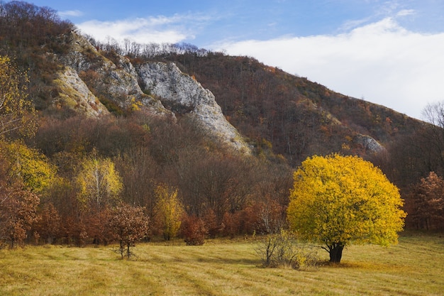 Schöner Schuss eines einsamen Baumes mit gelben Blättern, die in einem Feld stehen, das von Hügeln umgeben ist
