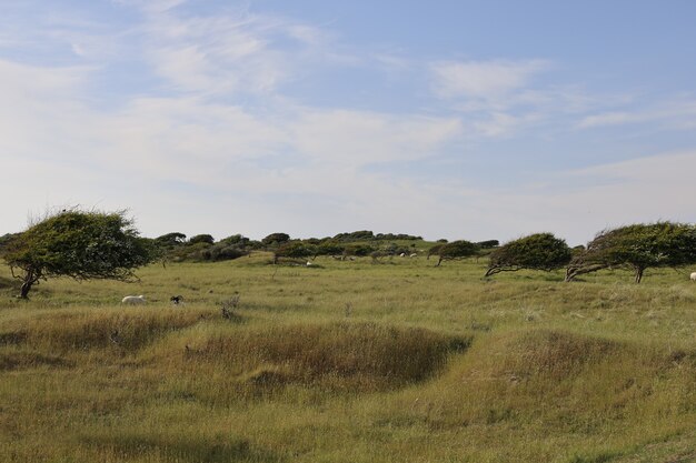 Schöner Schuss eines Feldes in Rubjerg, Lonstrup während des Tages