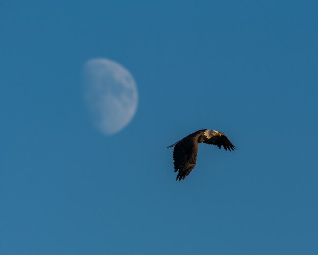 Schöner Schuss eines fliegenden Adlers