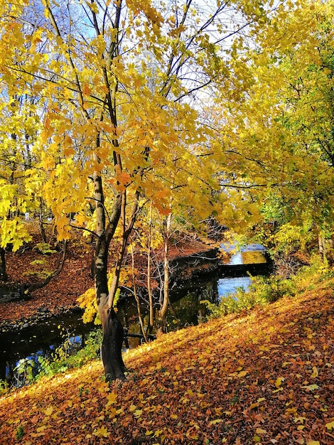 Schöner Schuss eines gelben Baumes, umgeben von orange und gelben Blättern in Stargard, Polen.