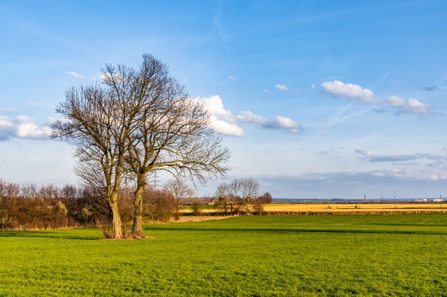 Schöner Schuss eines Grasfeldes mit einem blattlosen Baum unter einem blauen Himmel