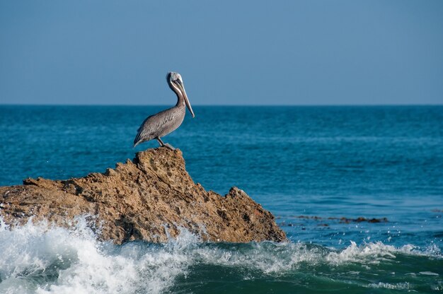 Schöner Schuss eines grauen Pelikans, der auf einem Felsen mit Seewellen ruht, die auf den Felsen schlagen