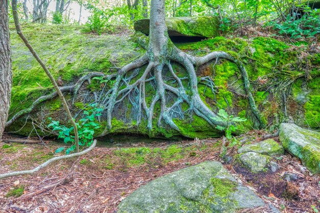 Schöner Schuss eines großen Baumes mit Wurzeln sichtbar auf einem steilen Hügel in einem Wald