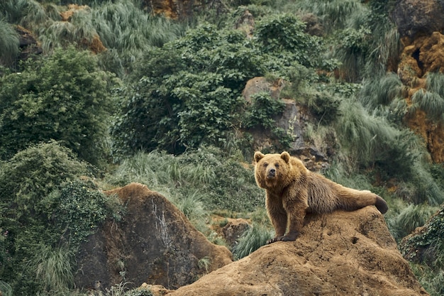 Schöner Schuss eines großen Braunbären, der auf einem Felsen in einem Wald sitzt